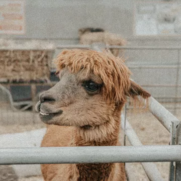 Alpaca