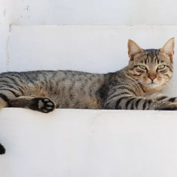 Kat