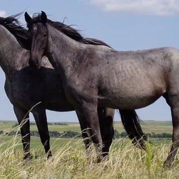 Paard