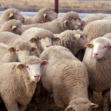 Schaap