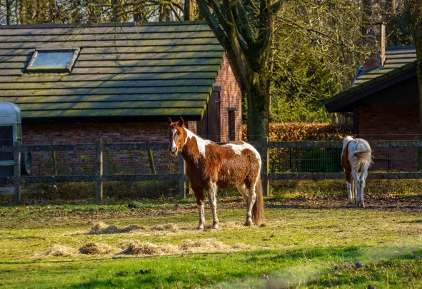 Paardenweide inrichten