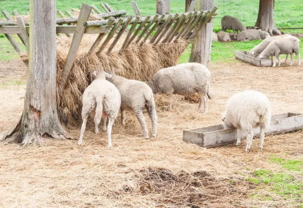 hooi delmofarm