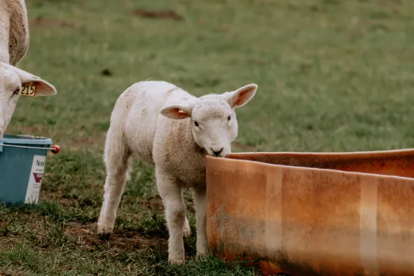 Schaap