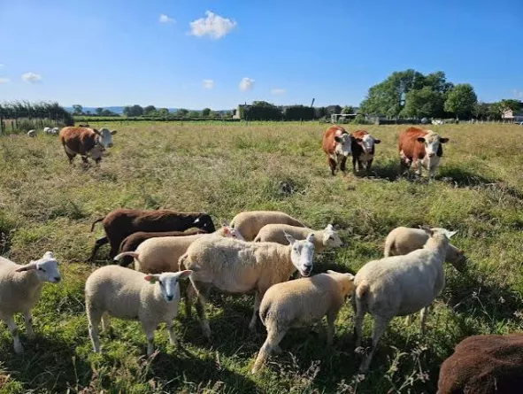 hoevedieren delmofarm