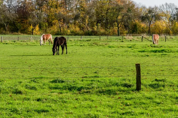 Paardenweide