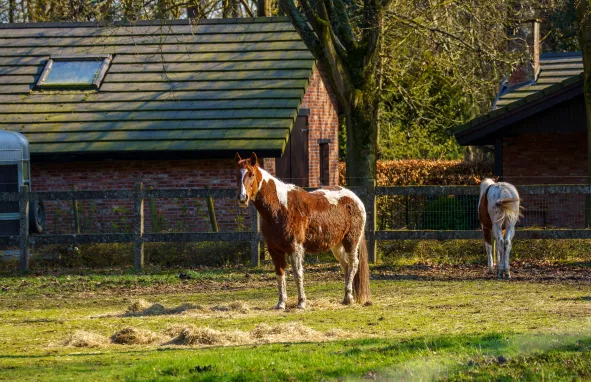 Paardenweide inrichten