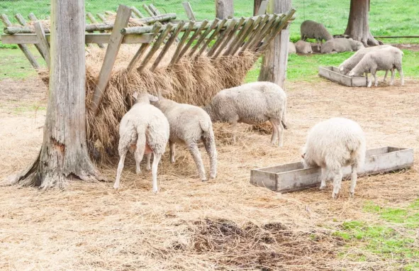 hooi delmofarm