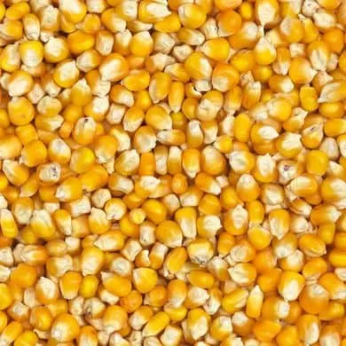 katoos volle mais delmofarm