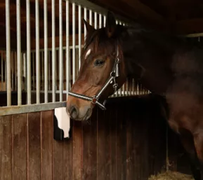 kerbl liksteenhouder klein delmofarm