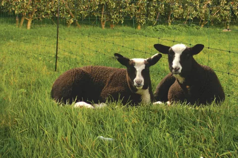 koltec schapennet delmofarm