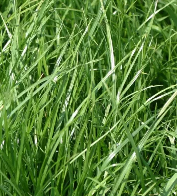 weidemengsel delmofarm
