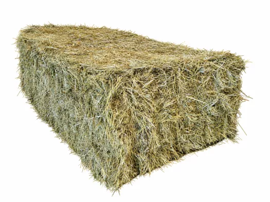 raaigras delmofarm