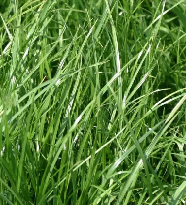 weidemengsel delmofarm