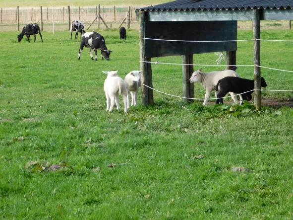 Dierenweide